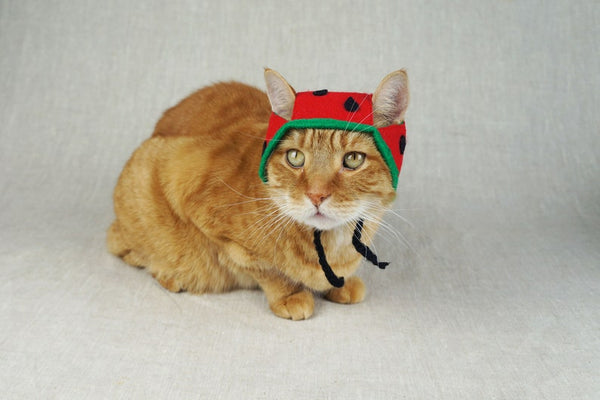 Watermelon Hat for Cats - Etsy