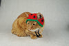 Watermelon Hat for Cats - Etsy