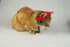 Watermelon Hat for Cats - Etsy