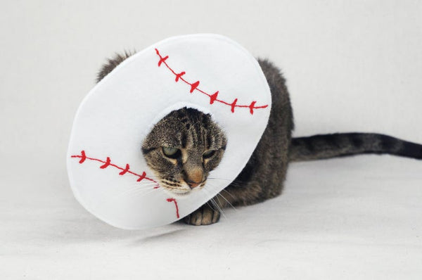 Baseball Costume for Cats - Etsy