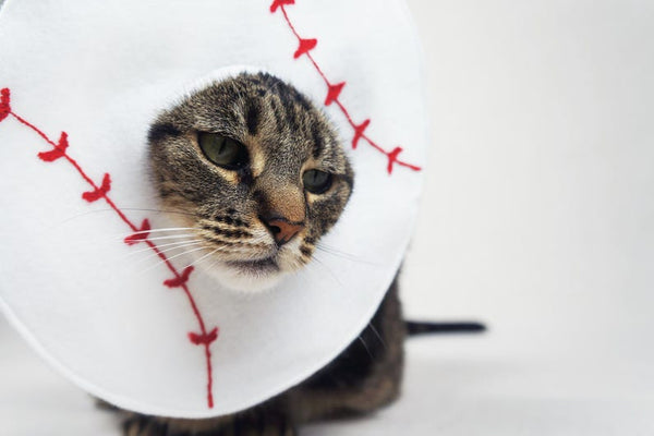 Baseball Costume for Cats - Etsy