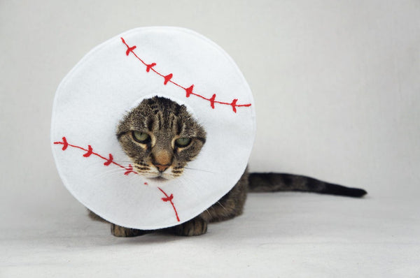 Baseball Costume for Cats - Etsy