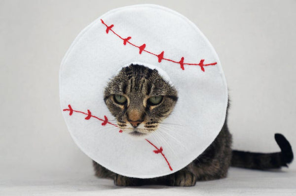 Baseball Costume for Cats - Etsy
