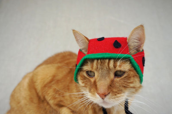 Watermelon Hat for Cats - Etsy